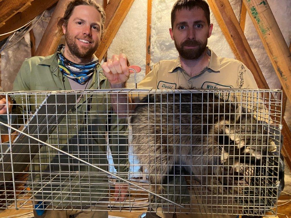 Madison raccoon trapping